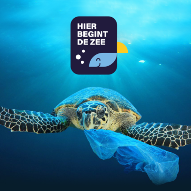 schildpad in de zee met plastic zakje, en met het logo 'hier begint de zee'